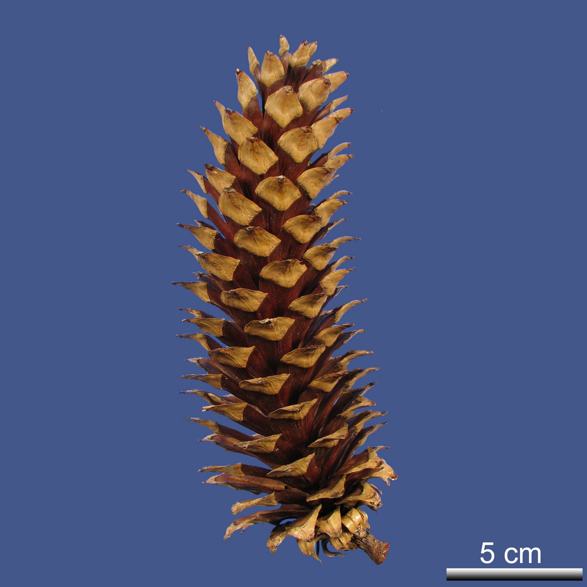 Pinus ayachuite C. EHRENB. ex SCHLTDL. var. ayacahuite