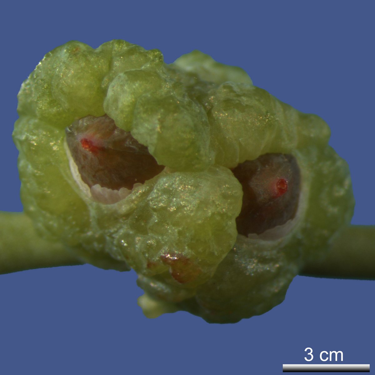 Phyllocladus aspleniifolius (LABILL.) HOOK f.