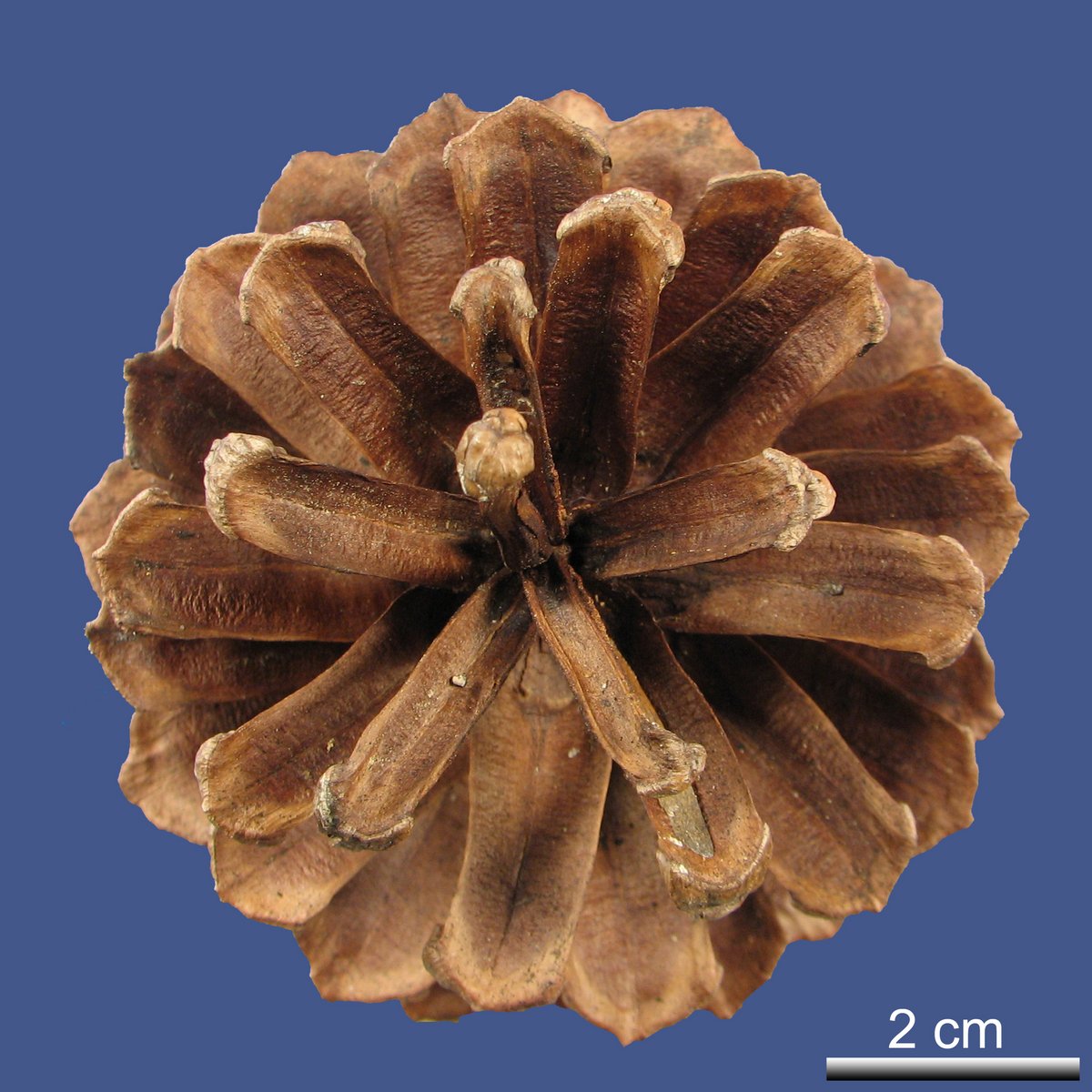 Pinus palustris MILL.