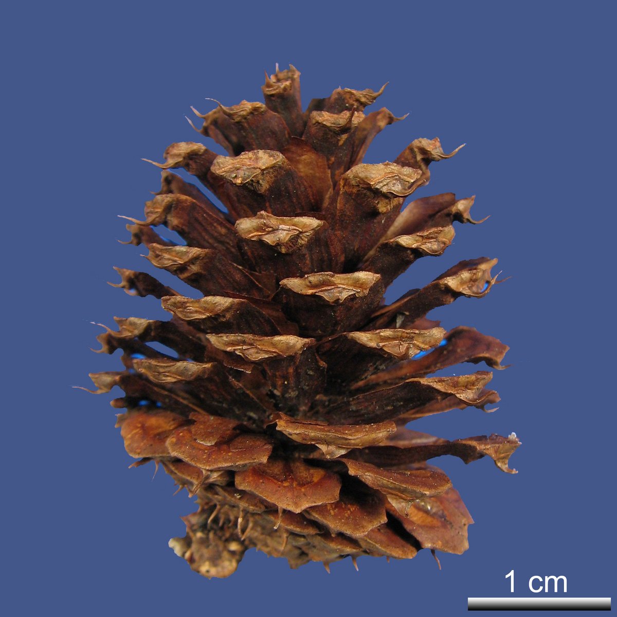 Pinus contorta DOUGLAS ex LOUDON var. latifolia ENGELM. ex S. WATSON