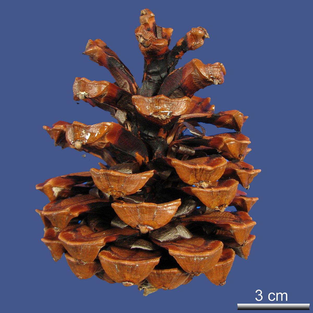 Pinus roxburghii SARG.