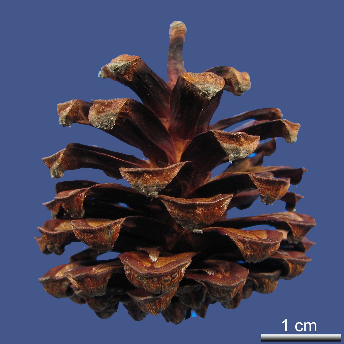 Pinus mugo TURRA ssp. uncinata (RAMNON ex DC) DOMIN