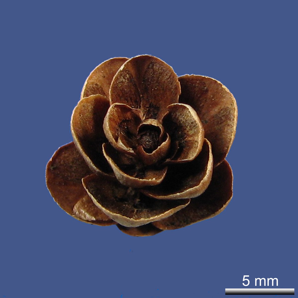 Larix laricina (DU ROI) K. KOCH var. laricina