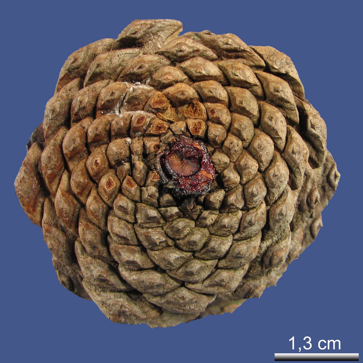 Pinus ponderosa DOUGLAS ex. C. LAWSON var. scopulorum ENGELM.
