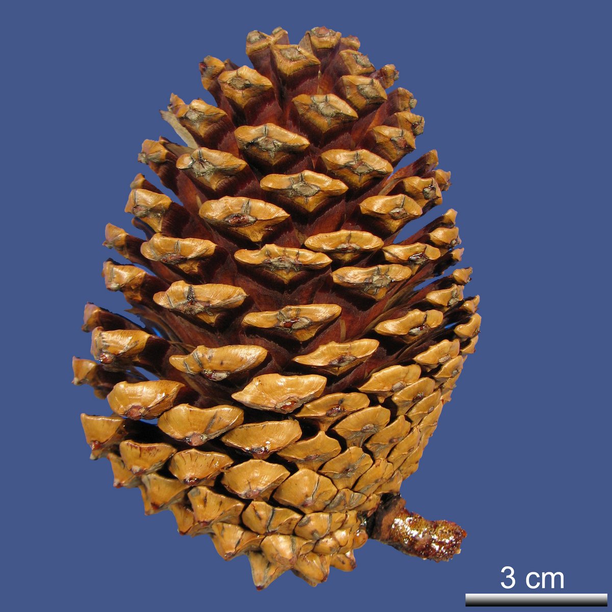 Pinus attenuata LEMMON