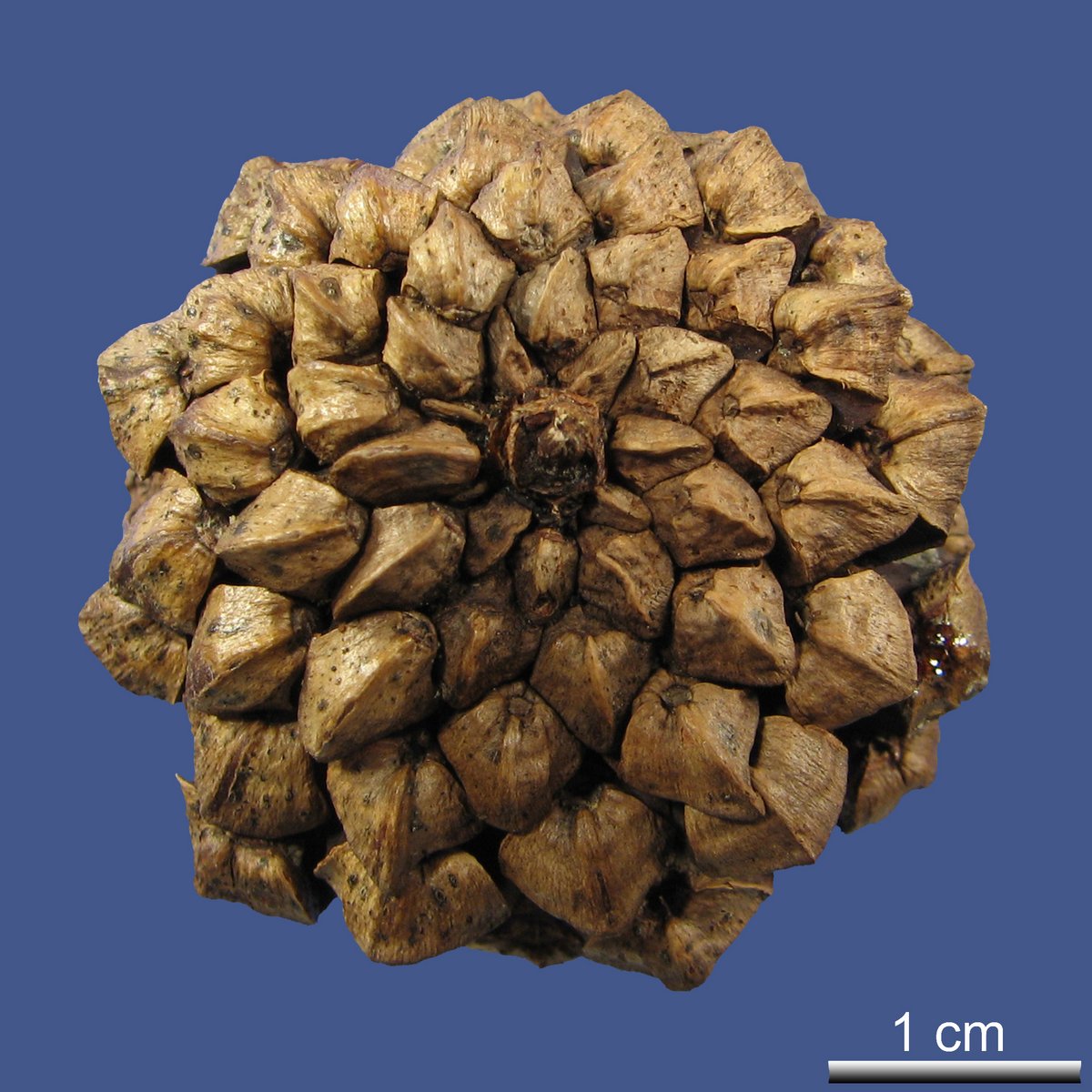 Pinus mugo TURRA ssp. mugo