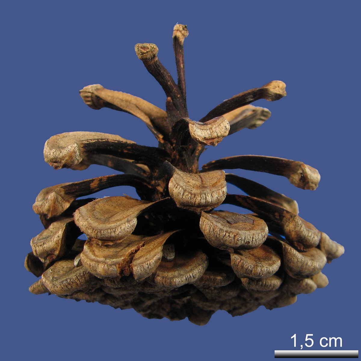 Pinus hwangshanensis W.Y. HSIA