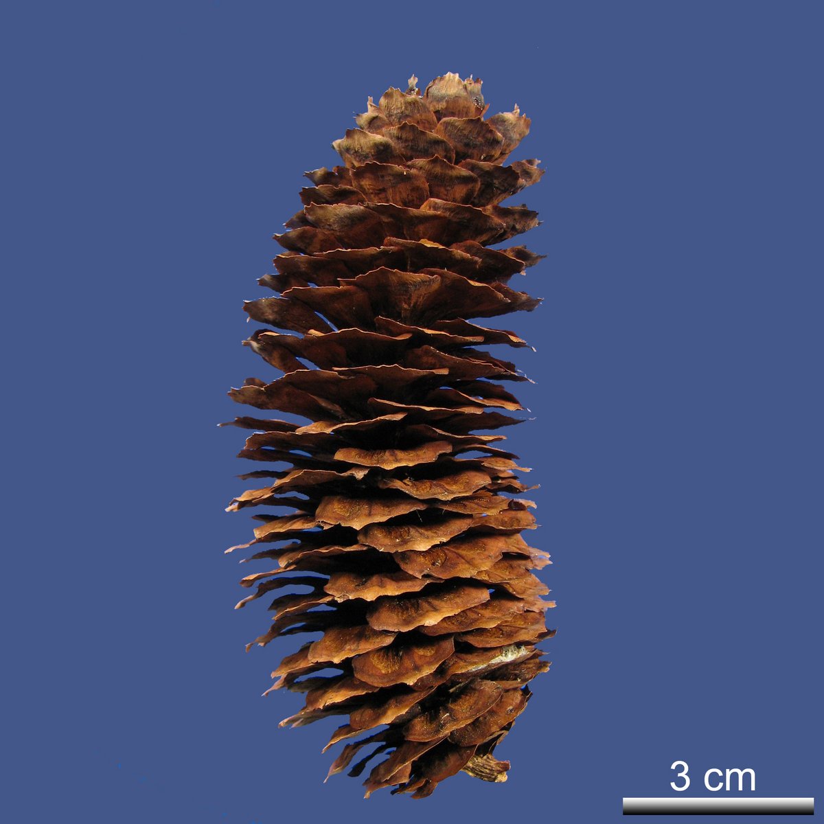 Picea brachytla (FRANCH) E. PRITZ. var. complanata (MAST.) W.C. CHENG