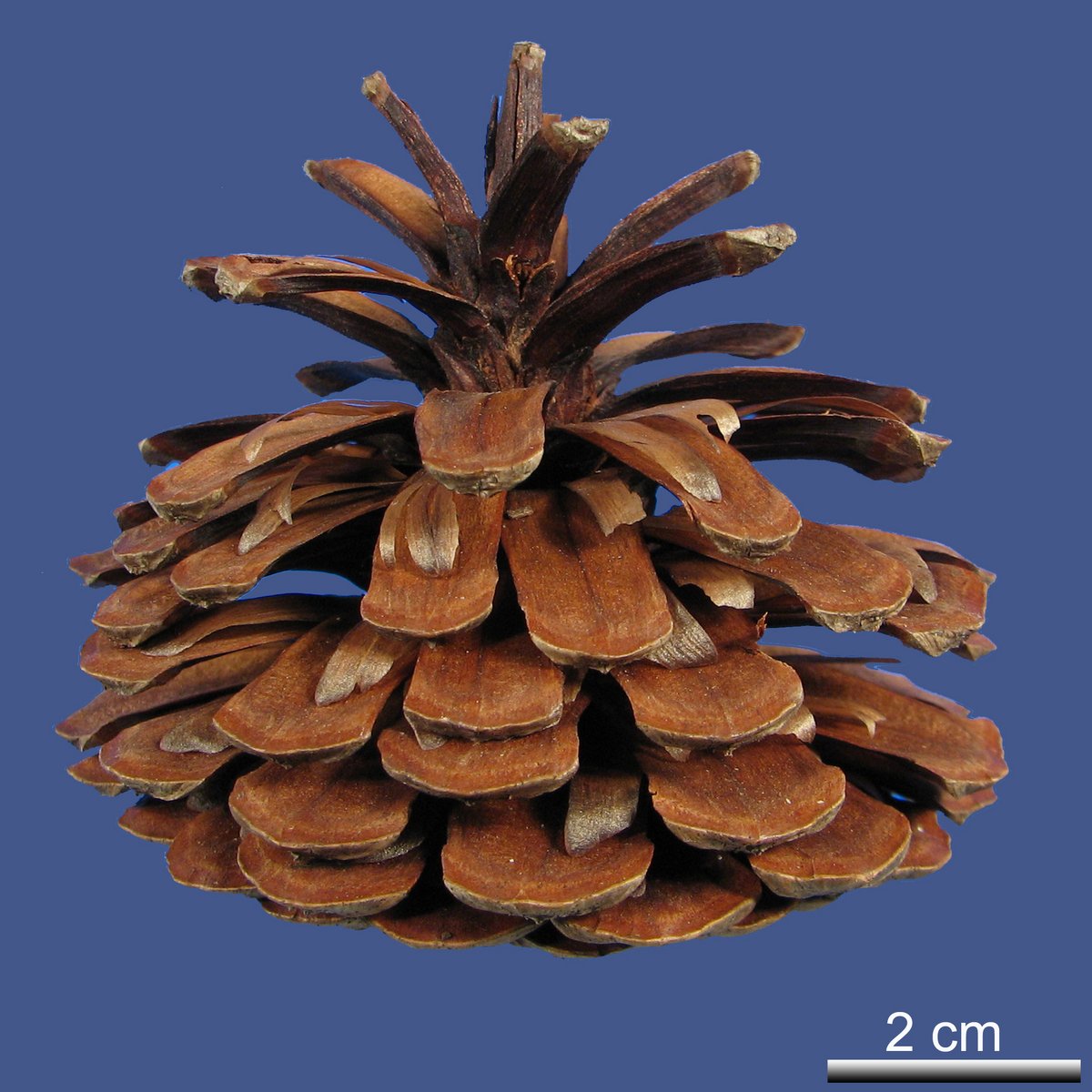 Pinus serotina MICHX.