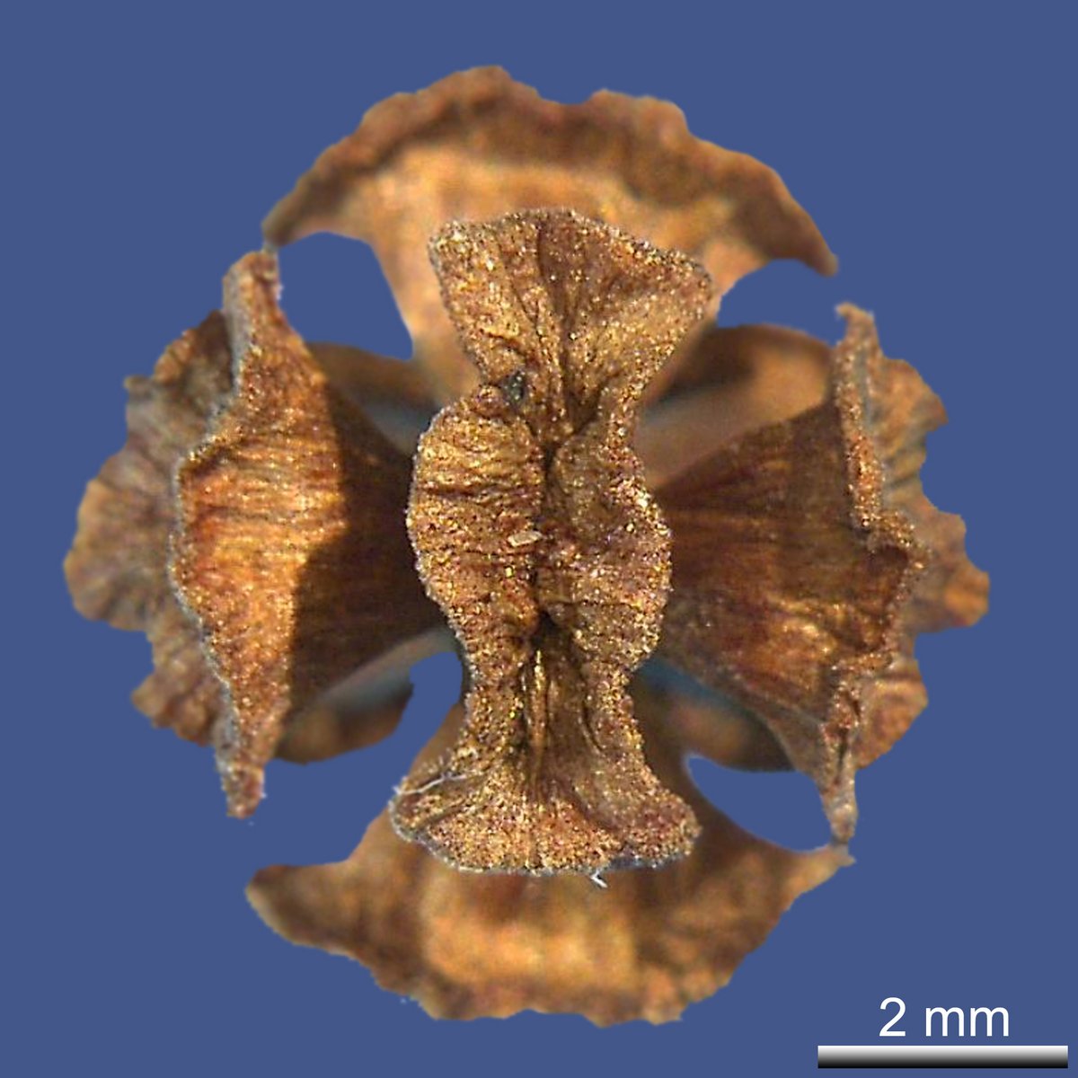 Chamaecypris pisifera (SIEBOLD & ZUCC.) ENDL.