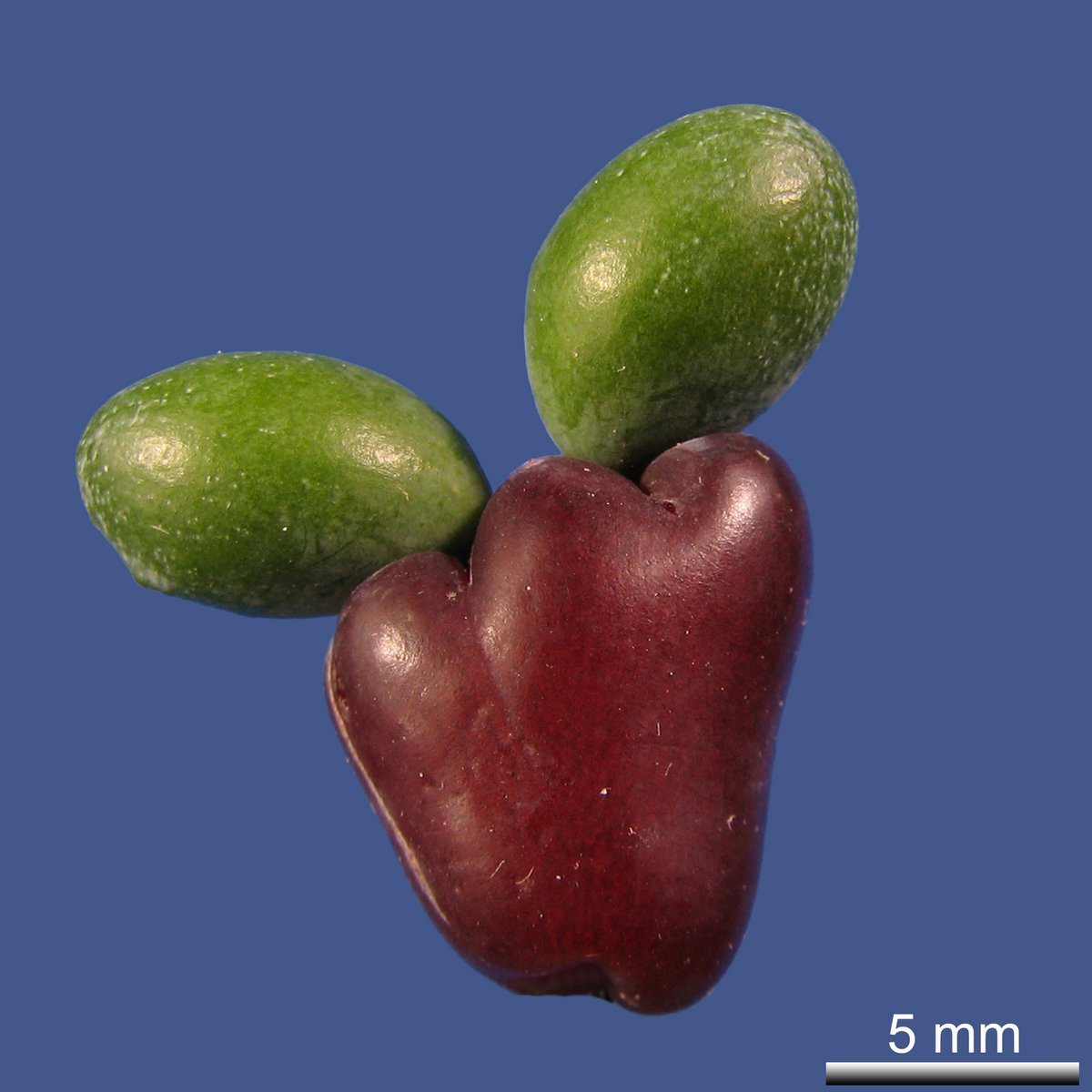 Podocarpus macrophyllus (THUNB.) SWEET var. macrophyllus