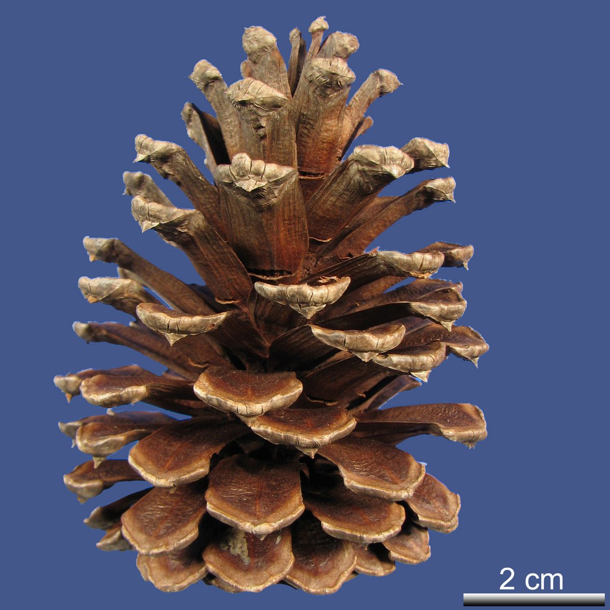 Pinus elliottii ENGELM. var. elliottii