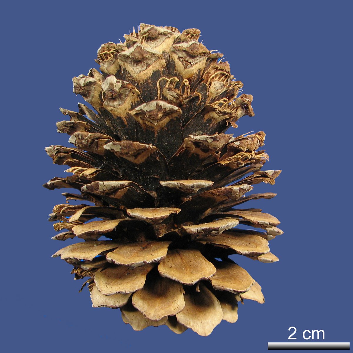 Pinus montezumae LAMB. var. montezumae
