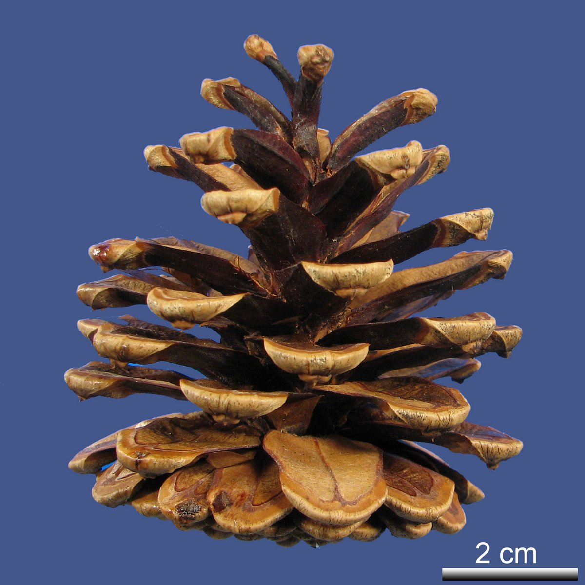 Pinus nigra J.F. ARNOLD ssp. pallasiana (LAMB.) HOLMBOE