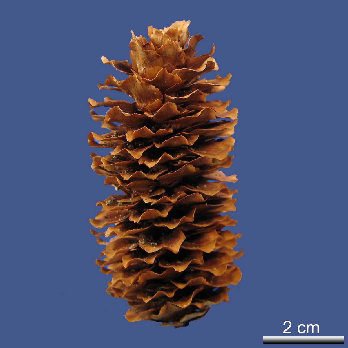 Picea jezoensis (SIEBOLD et ZUCC.) CARRIÈRE ssp. jesoenzis var. jezoensis 'Aurea'