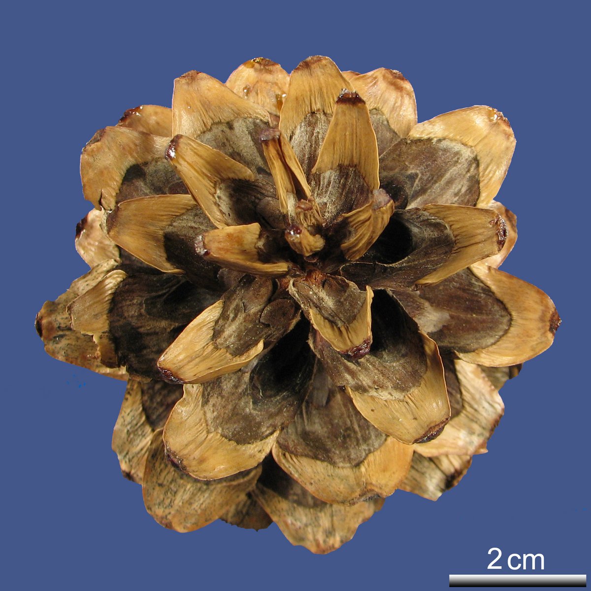 Pinus koraiensis SIEBOLD et ZUCC.
