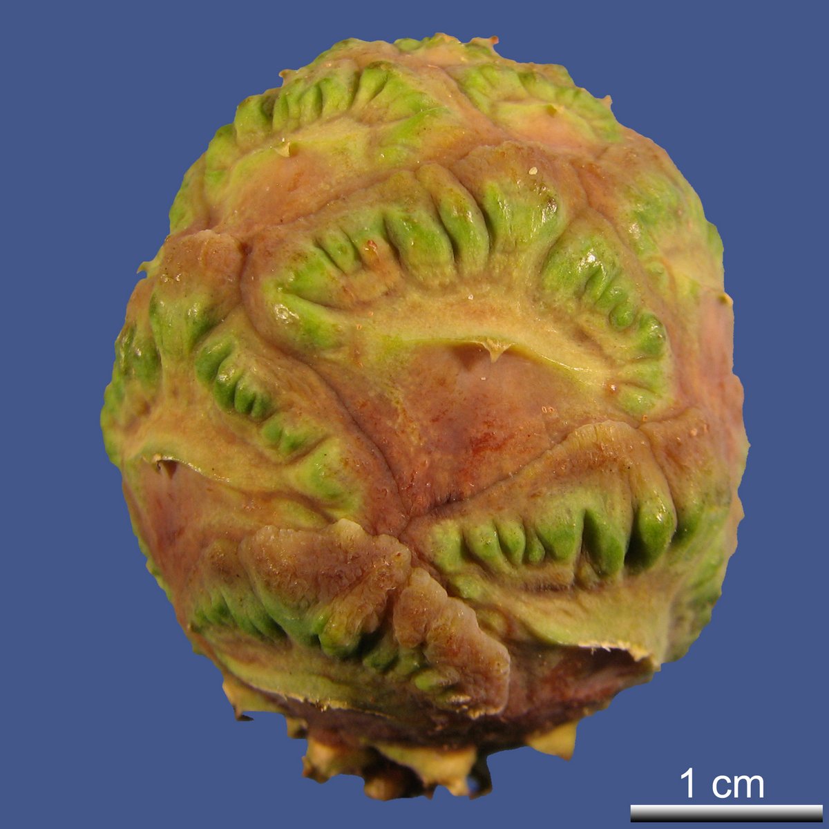 Taxodium distichum (L.) RICH. var. distichum