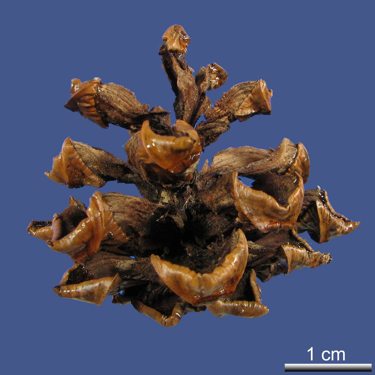 Pinus cembroides ZUCC. ssp. orizabensis D. K. BAILEY