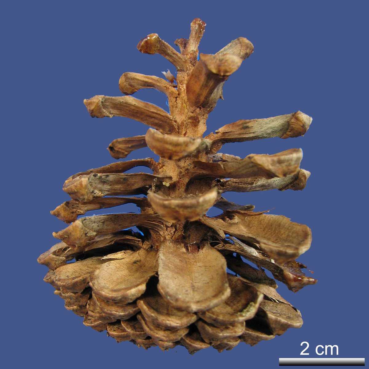 Pinus longaeva D.K. BAILEY