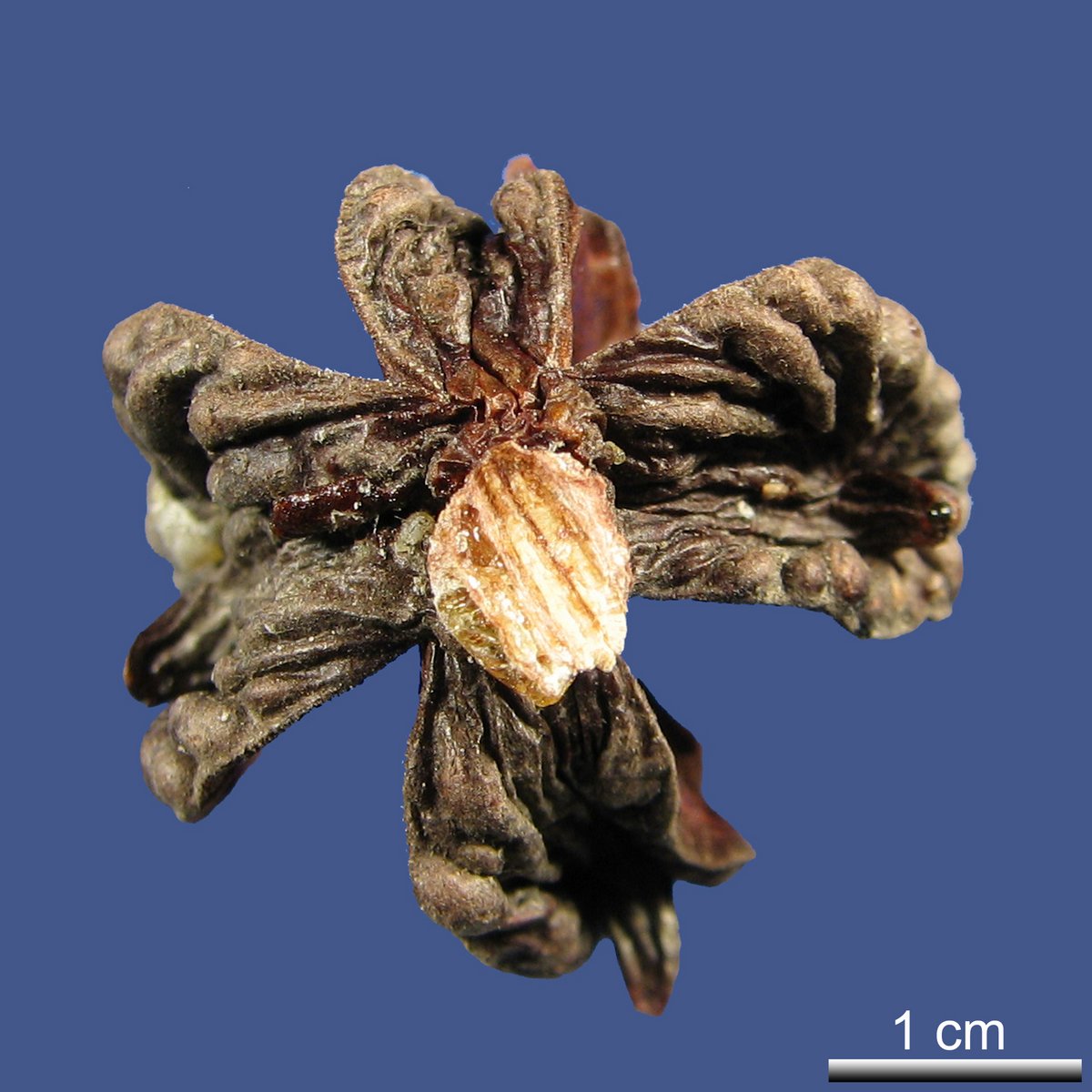 Widdringtonia schwarzii (MARLOTH) MAST.