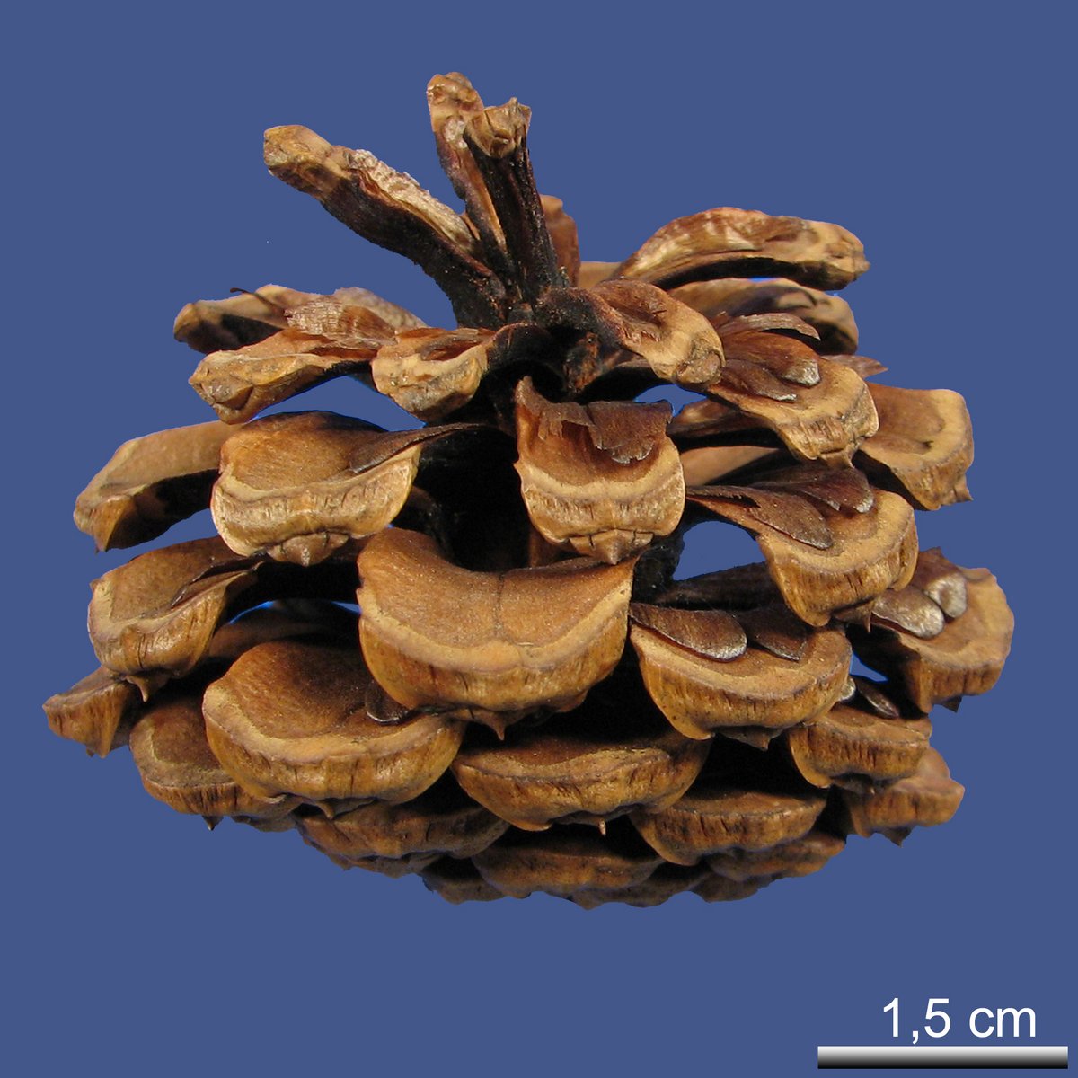 Pinus resinosa AITON
