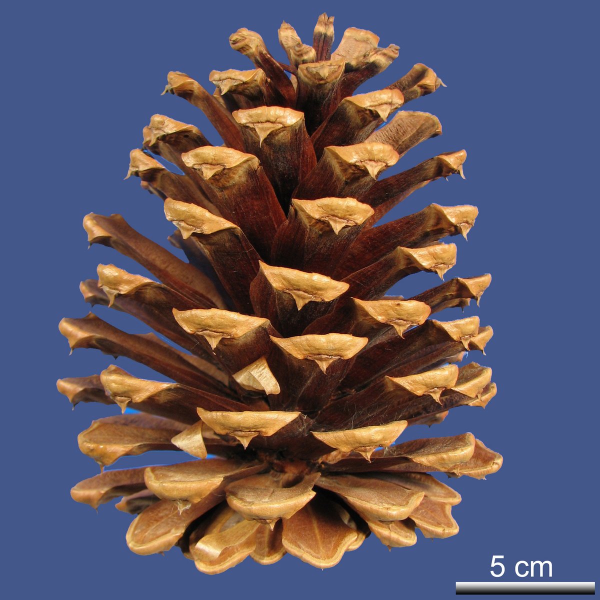 Pinus jeffreyi BALF.