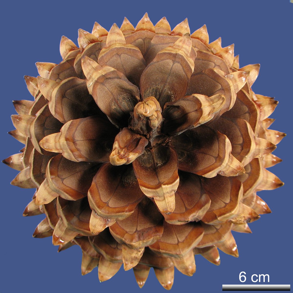 Pinus coulteri D. DON