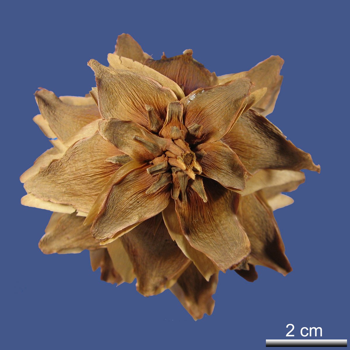 Pseudolarix amabilis (J. NELSON) REHDER
