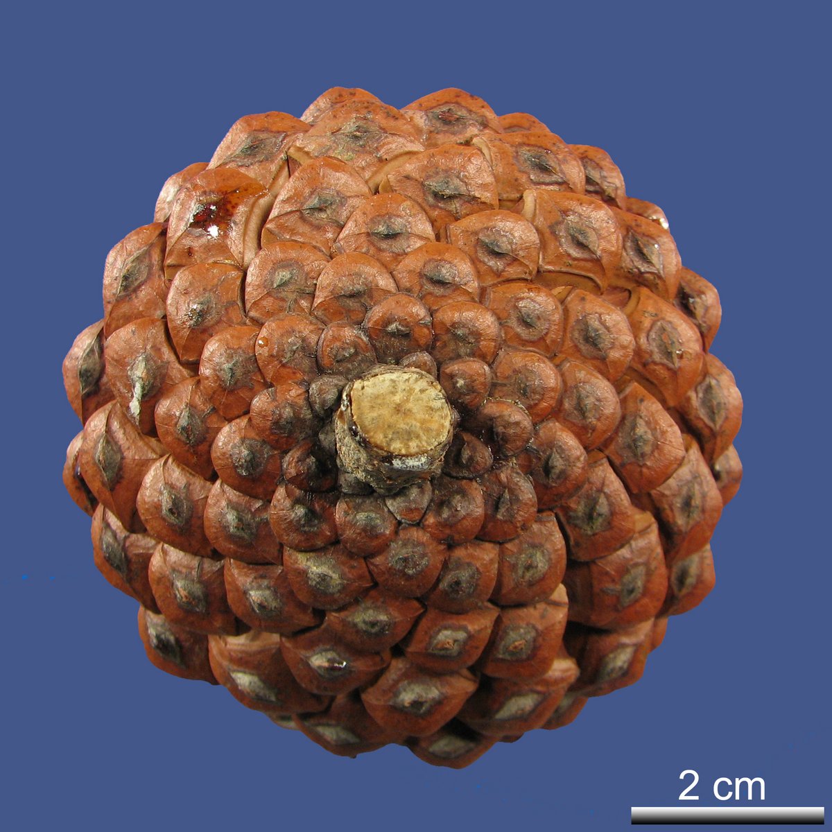 Pinus halepensis MILL.