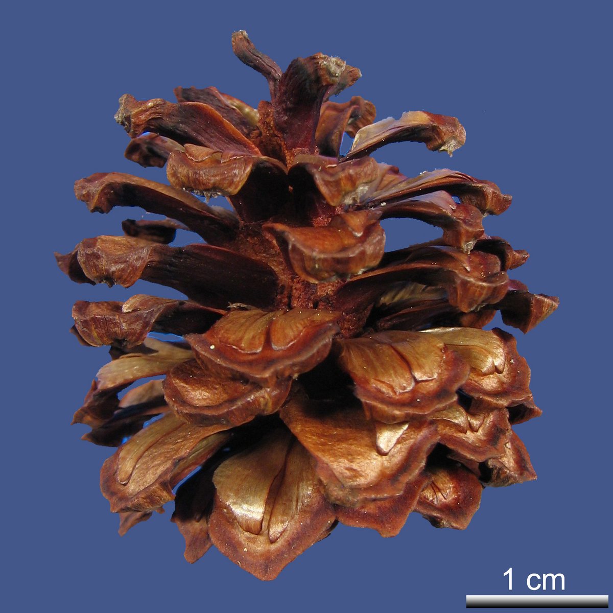 Pinus mugo TURRA ssp. mugo