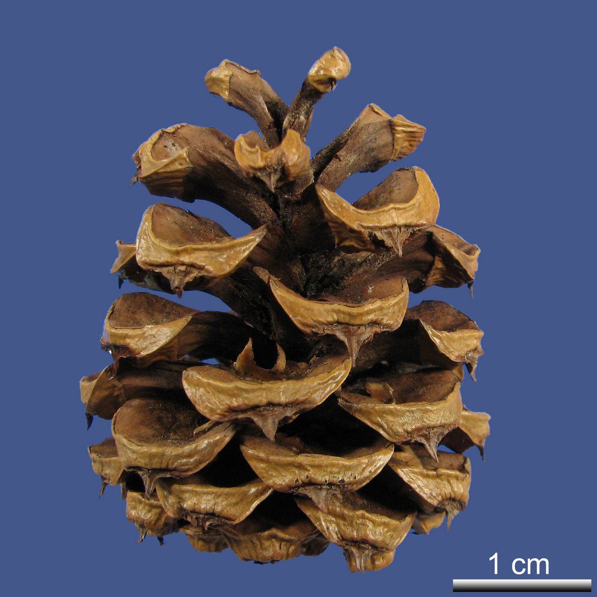 Pinus bungeana ZUCC. ex ENDL.