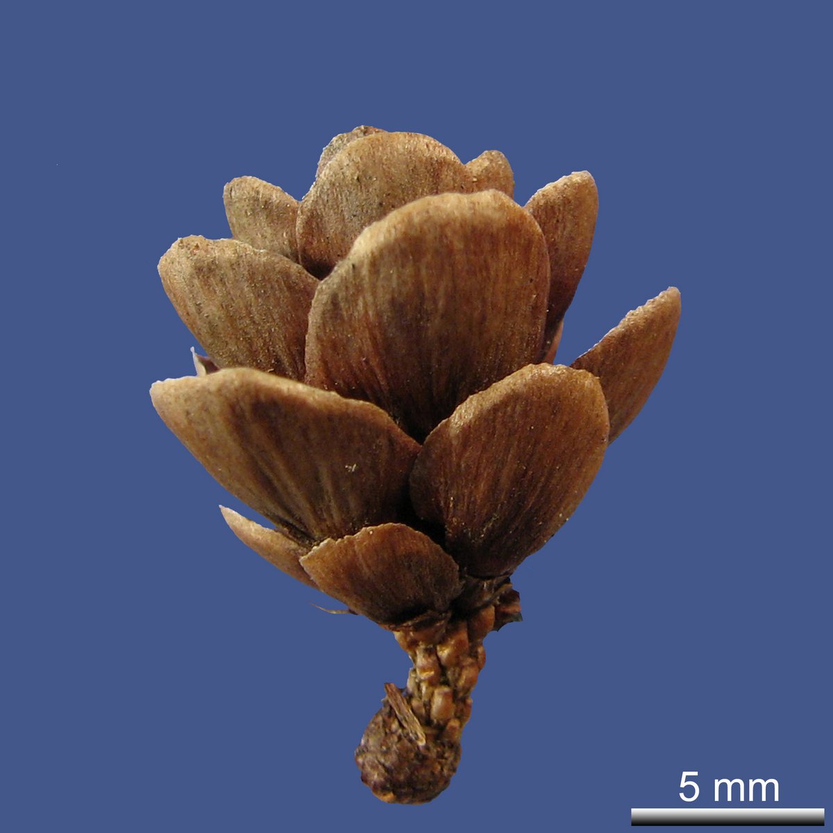 Larix laricina (DU ROI) K. KOCH var. alaskensis