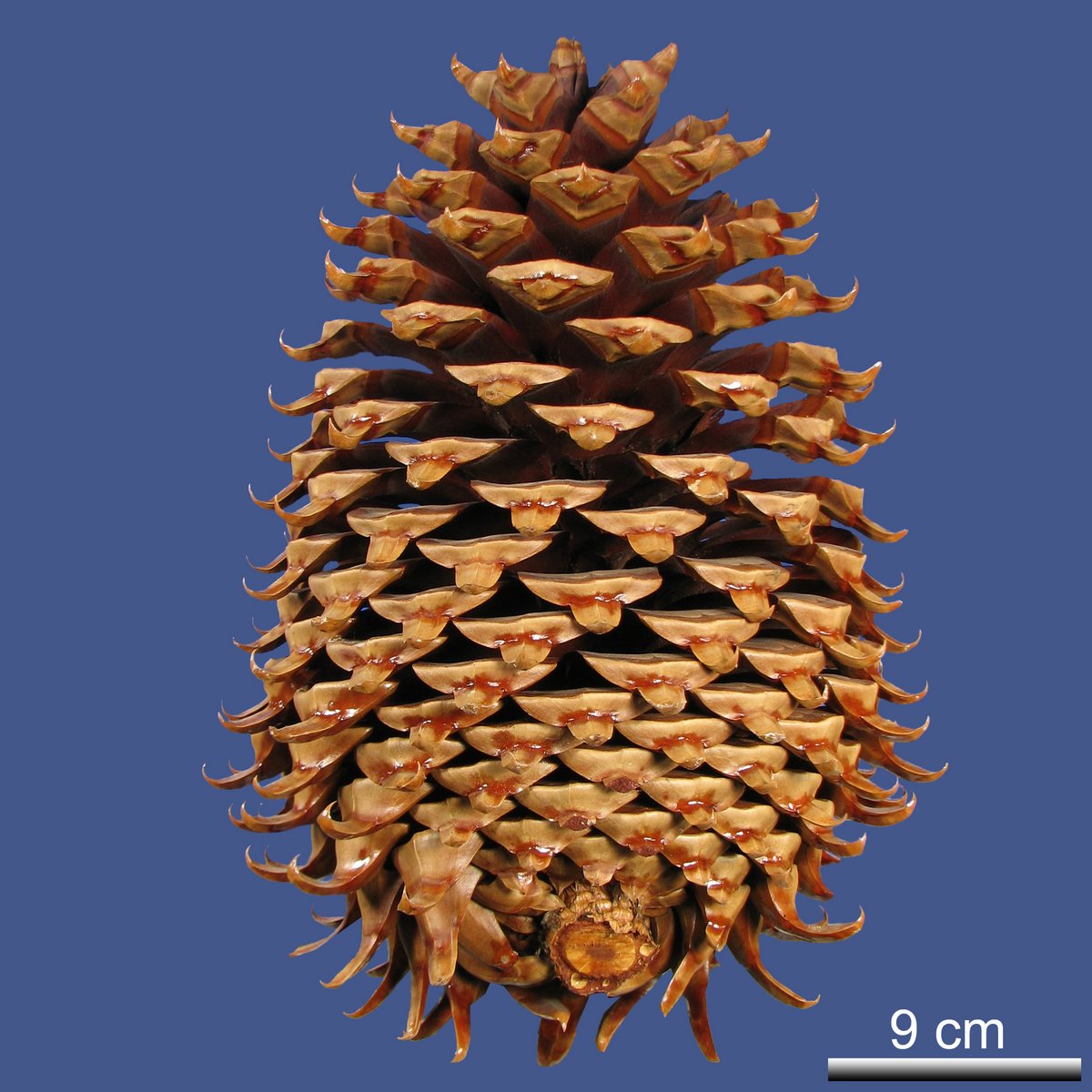 Pinus coulteri D. DON