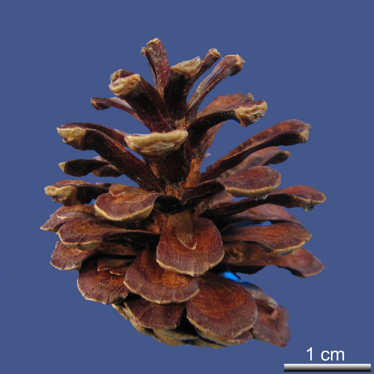 Pinus contorta DOUGLAS ex LOUDON var. contorta