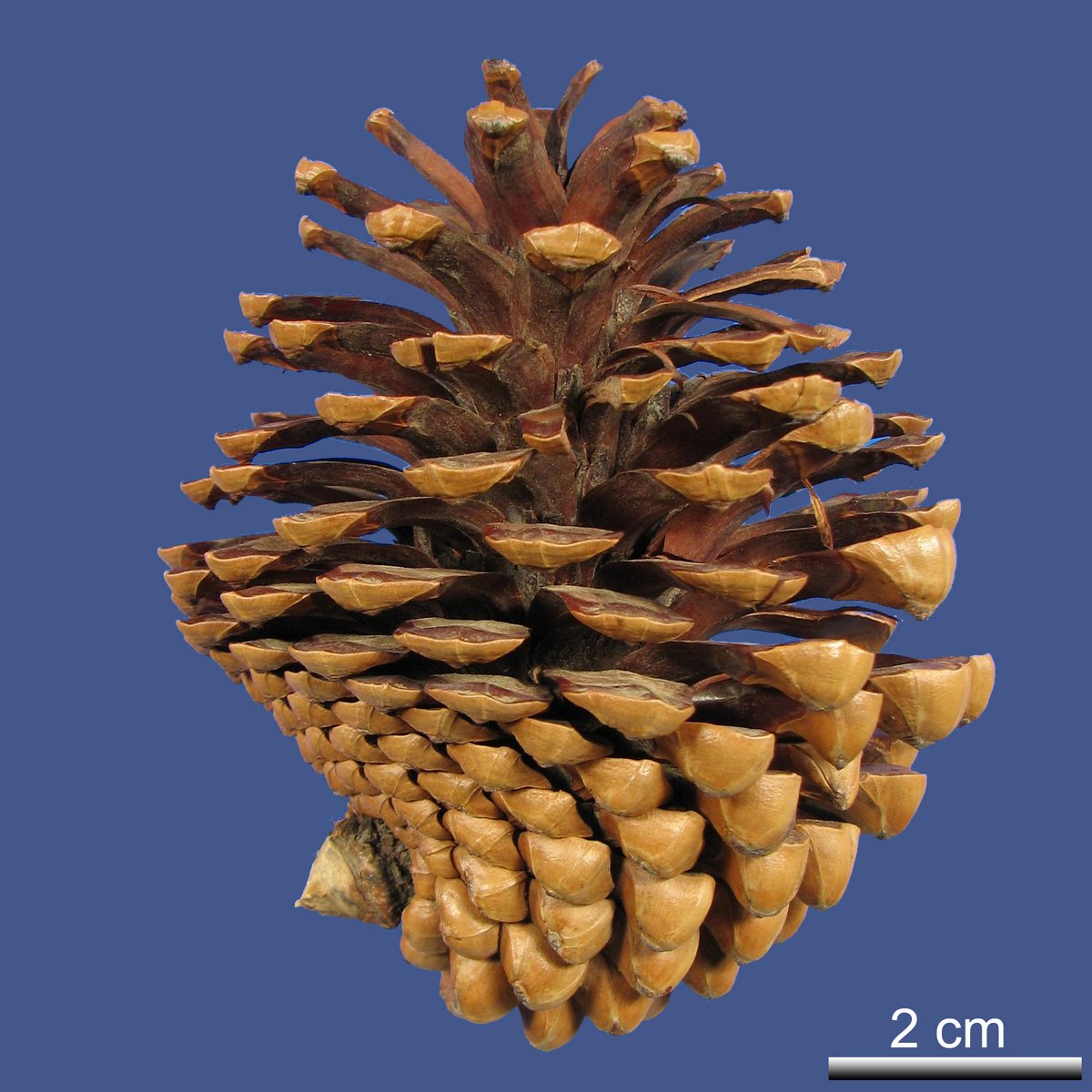 Pinus radiata D. DON var. radiata