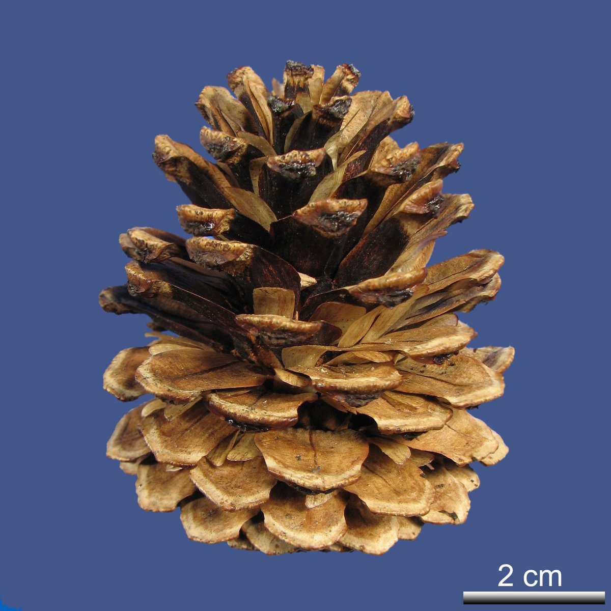 Pinus hartwegii LINDL.