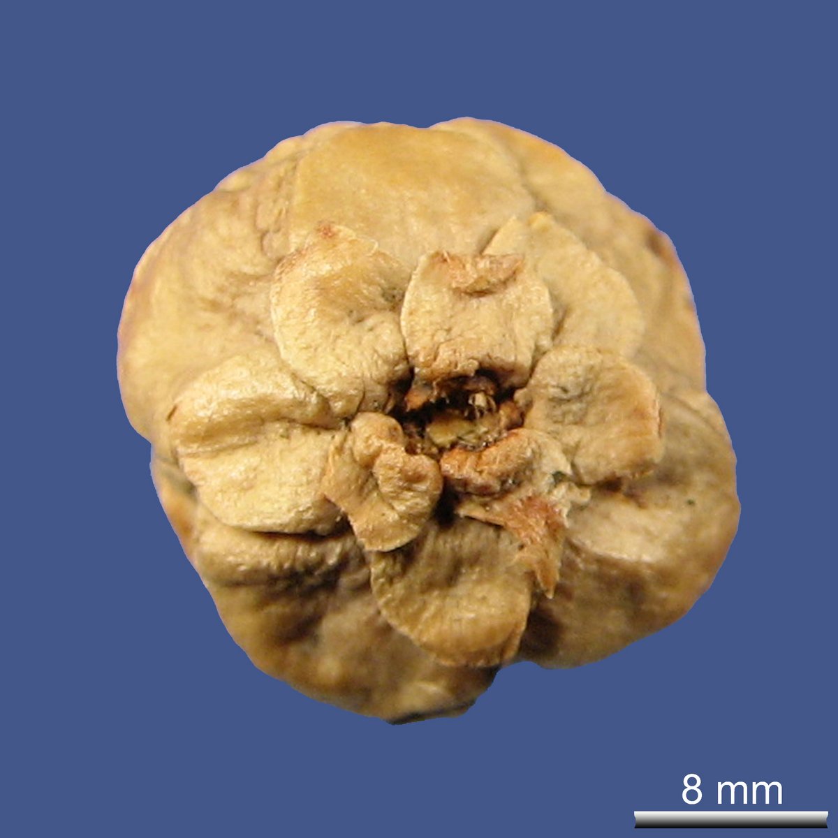 Taxodium mucronatum TEN