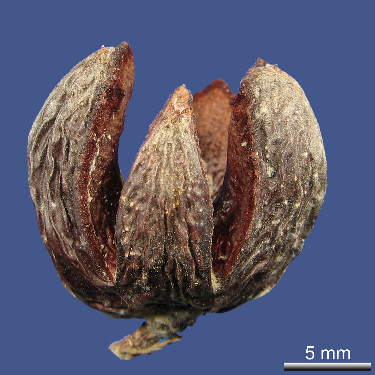 Callitris verrucosa (A. CUNN. ex ENDL.) F. MUELLER