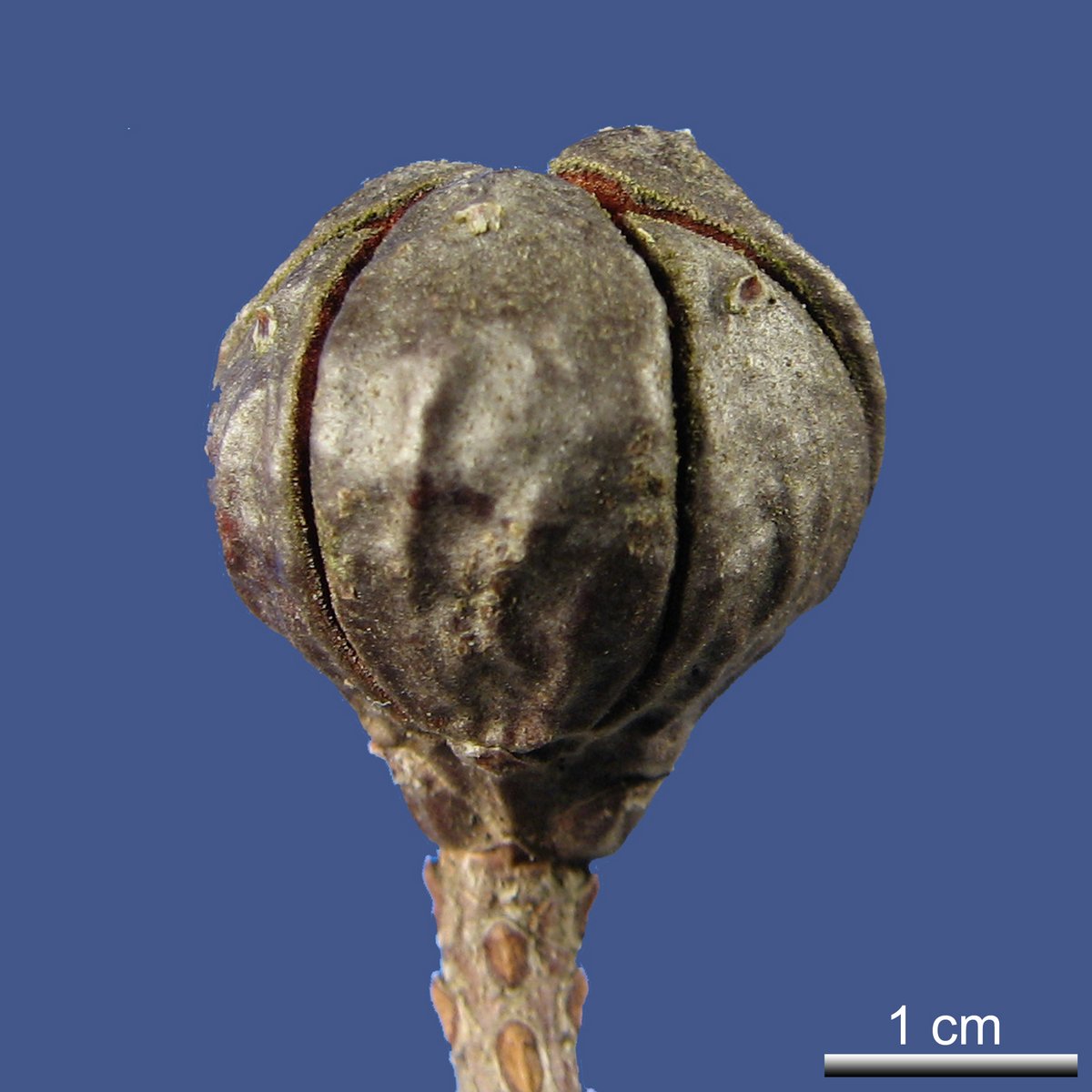 Callitris canescens (PARL.) S.T. BLAKE