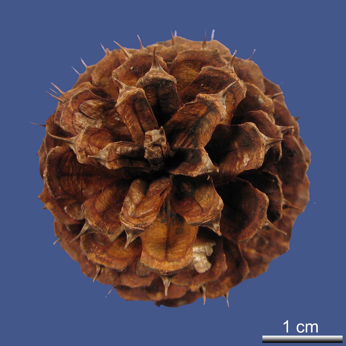 Pinus contorta DOUGLAS ex LOUDON var. latifolia ENGELM. ex S. WATSON