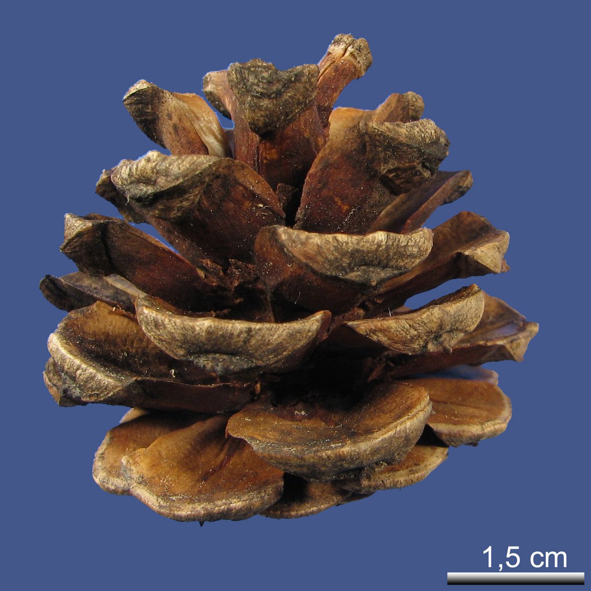 Pinus tabuliformis CARRIÈRE var. mukdensis (UYEKI ex NAKAI) NAKAI