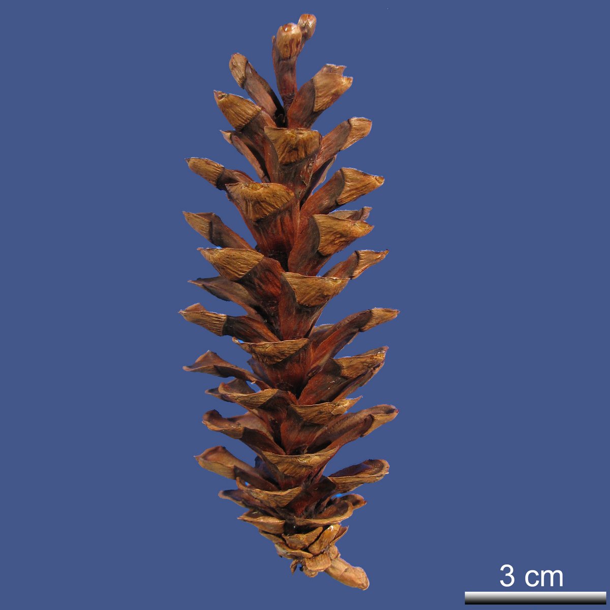 Pinus strobus L. var. chiapensis MARTINEZ
