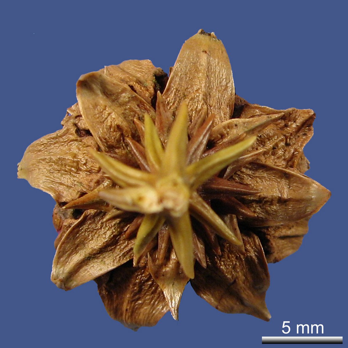 Cryptomeria japonica D. DON var. sinensis SIEBOLD ex SIEBOLD & ZUCC.