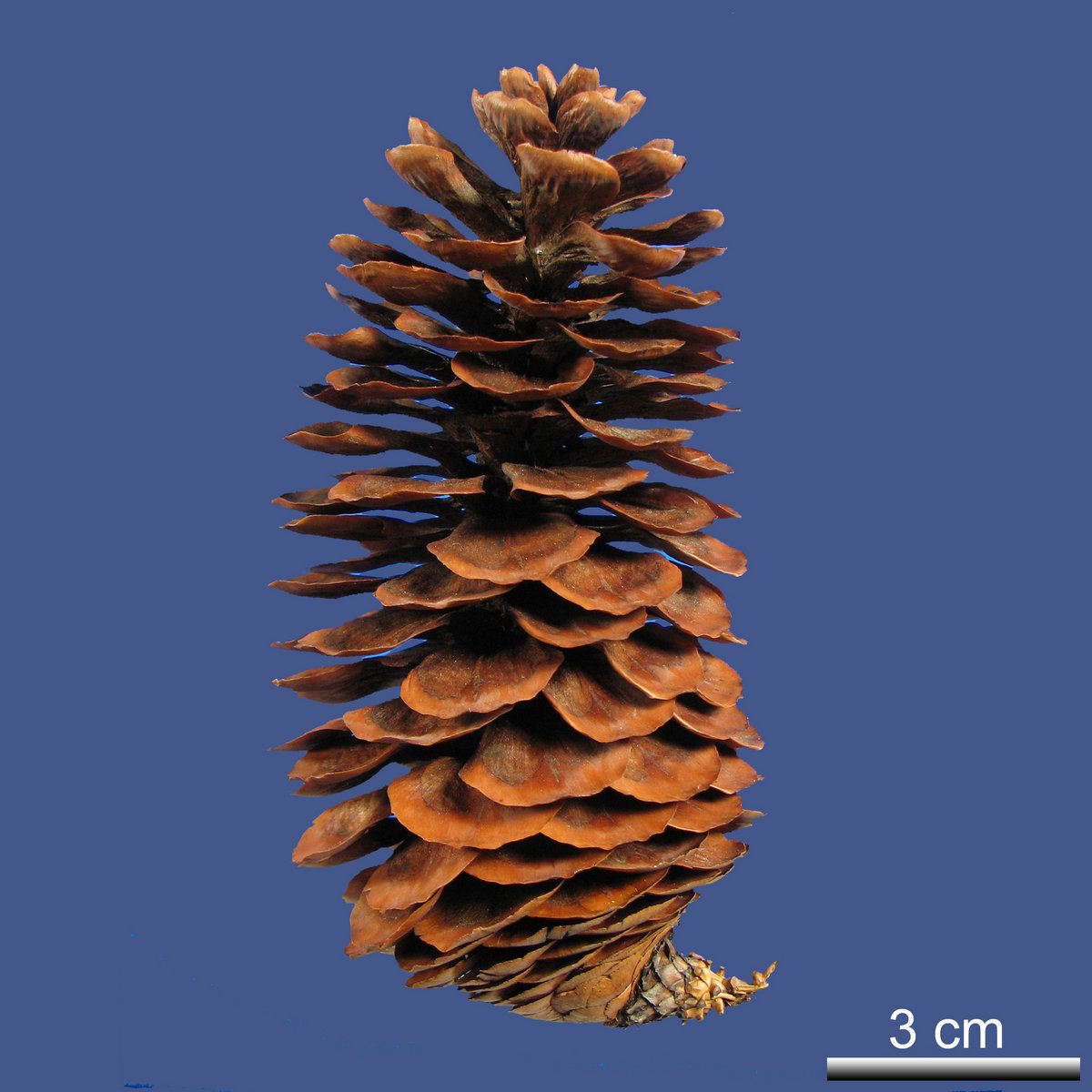 Picea polita (SIEBOLD et ZUCC.) CARRIÈRE