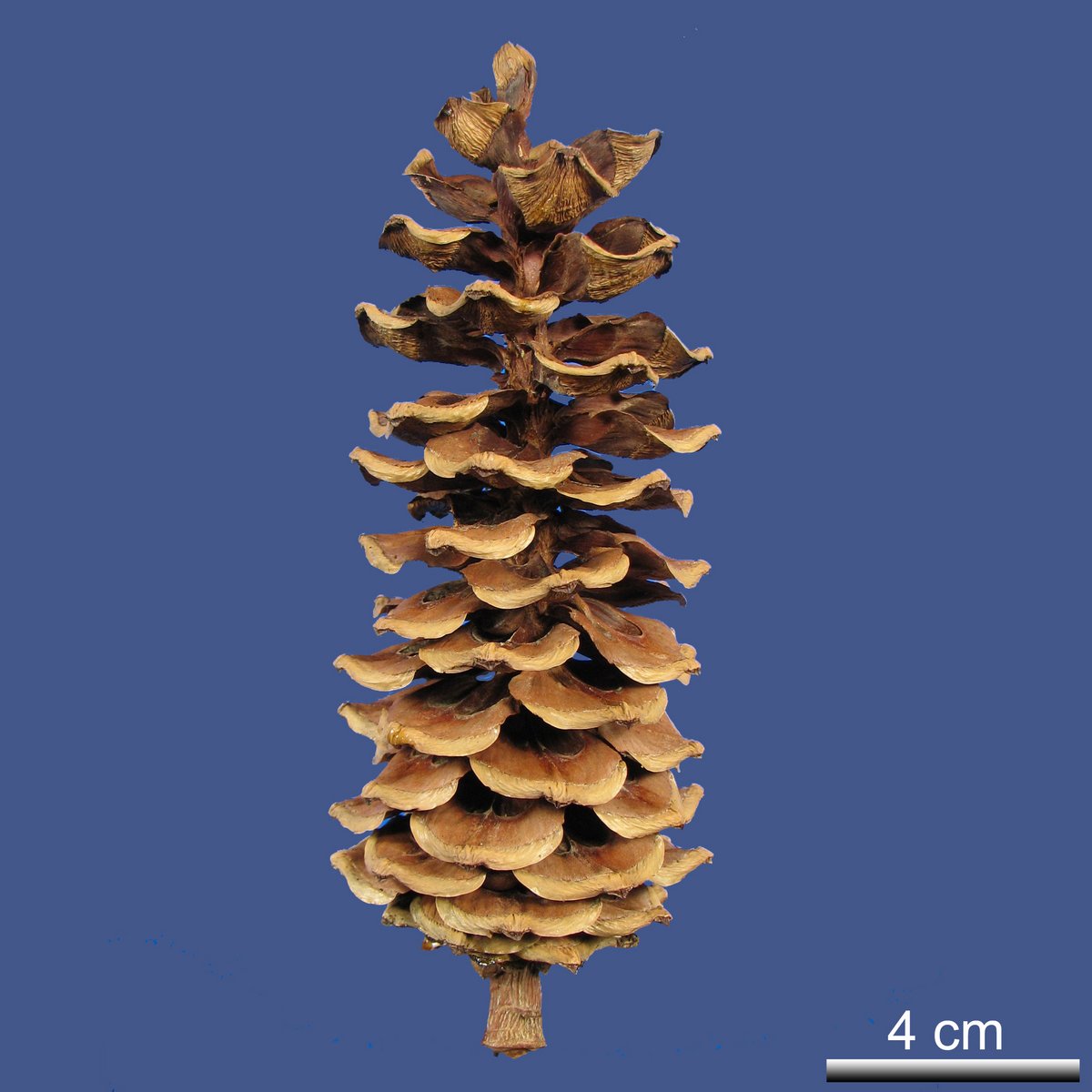 Pinus armandii FRANCH. var. armandii