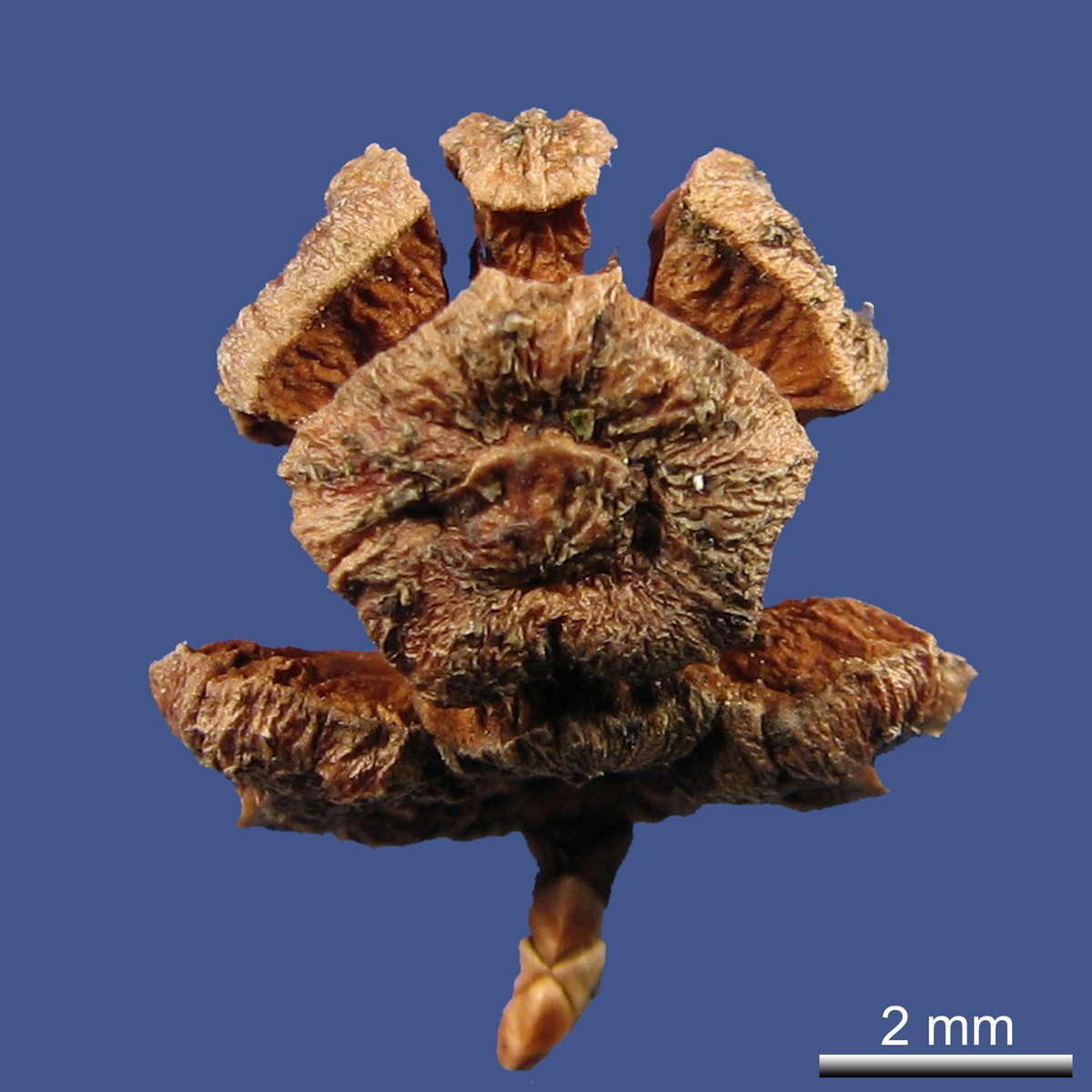 Chamaecyparis obtusa (SIEBOLD & ZUCC.) ENDL. var. obtusa