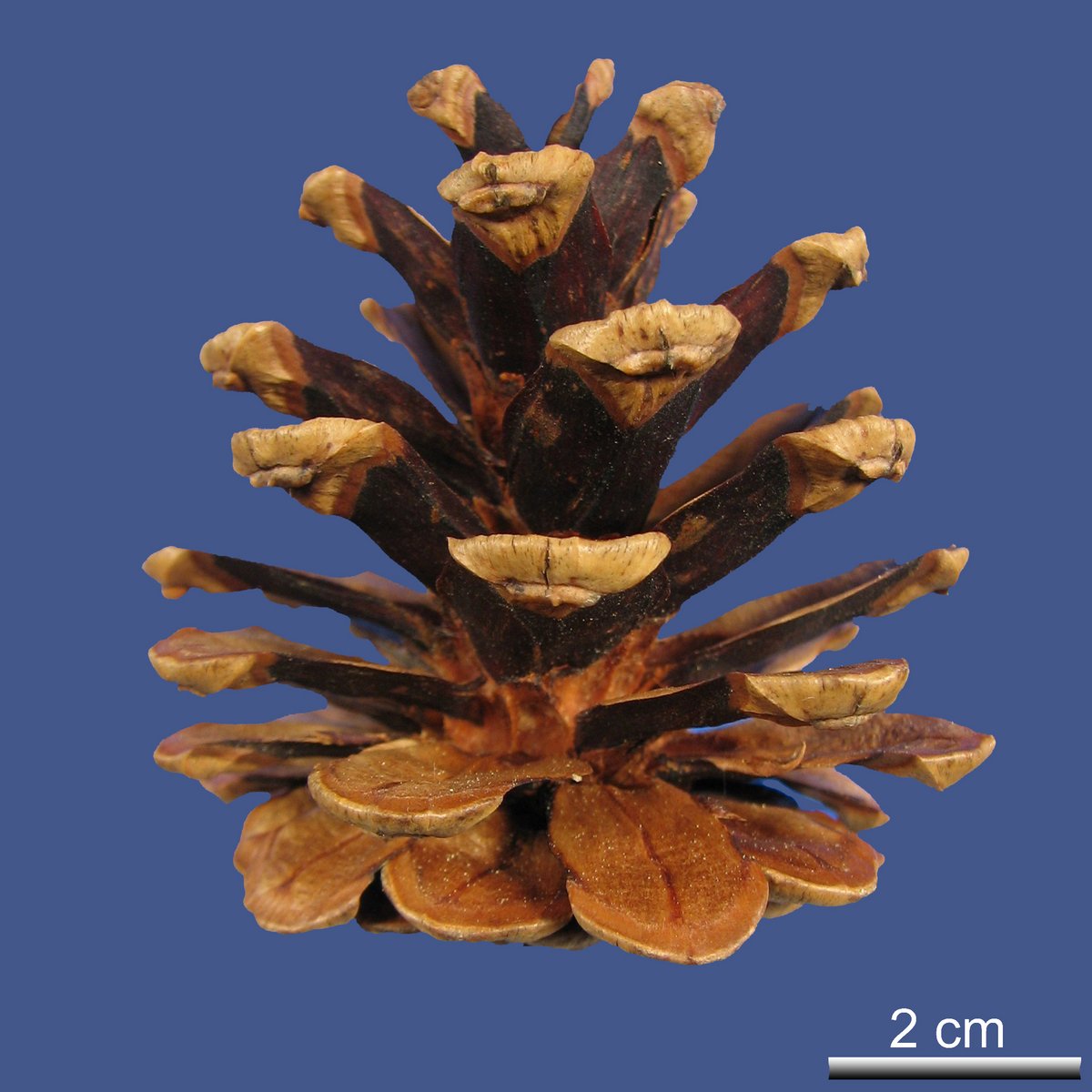 Pinus nigra J.F. ARNOLD ssp. salzmannii (DUNAL) FRANCO