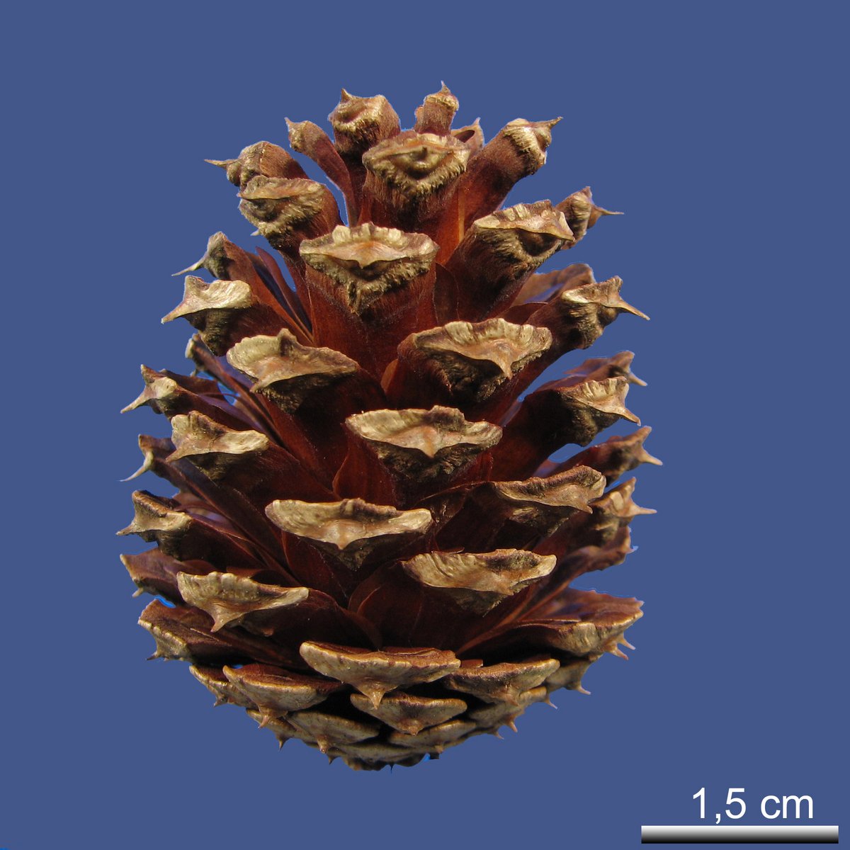 Pinus virginiana MILL.