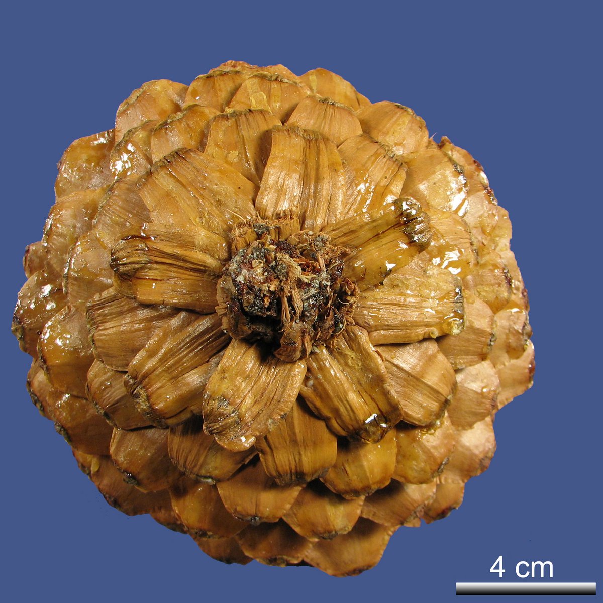 Pinus lambertiana DOUGLAS
