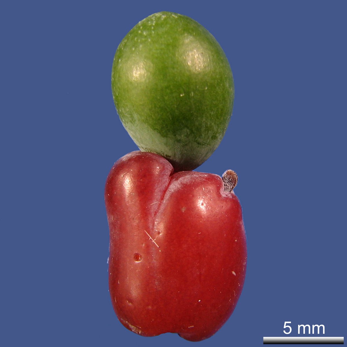 Podocarpus macrophyllus (THUNB.) SWEET var. macrophyllus